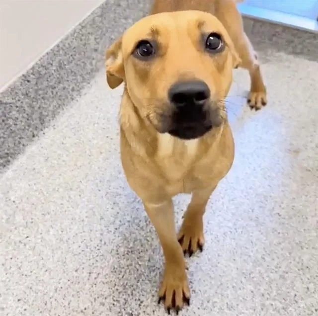 A young medium-sized female Rhodesian Ridgeback dog named Daisy for adoption in Houston, TX