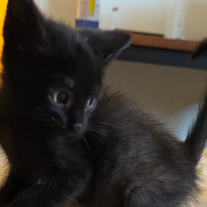 A baby small-sized male Black American Shorthair cat named Nyx for adoption in Calimesa, CA