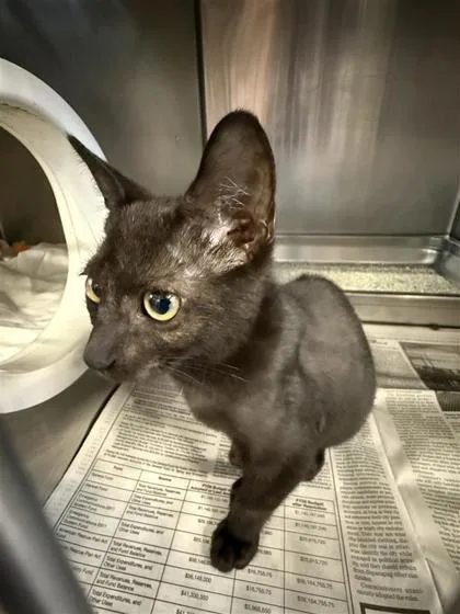 A baby small-sized male Domestic Short Hair cat named Bruce for adoption in Largo, FL