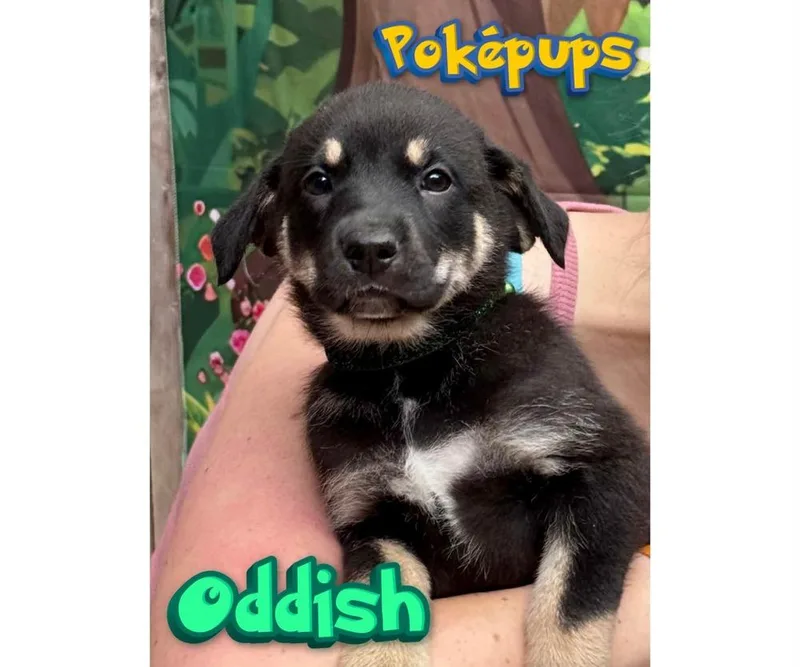 A baby small-sized female Mixed Breed dog named Oddish for adoption in Milton, DE