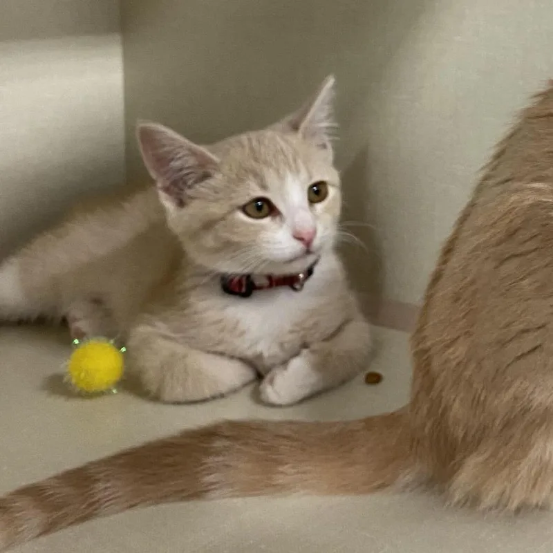 A baby small-sized female Buff / Tan / Fawn Domestic Short Hair cat named Preston Lacy for adoption in St. Paul, MN