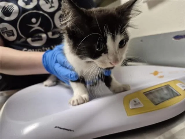 A baby small-sized male Domestic Medium Hair cat named Bokkeum for adoption in Chapel Hill, NC