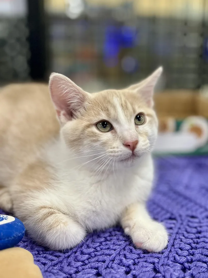 A baby medium-sized male Buff & White Domestic Short Hair cat named Sleepy for adoption in Lawrenceville, GA