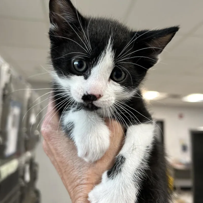 A baby small-sized male Black Domestic Short Hair cat named Scrabble for adoption in Newark, NJ