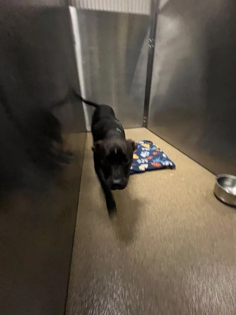A young small-sized female Mixed Breed dog named Tinkerbell for adoption in Rome, GA