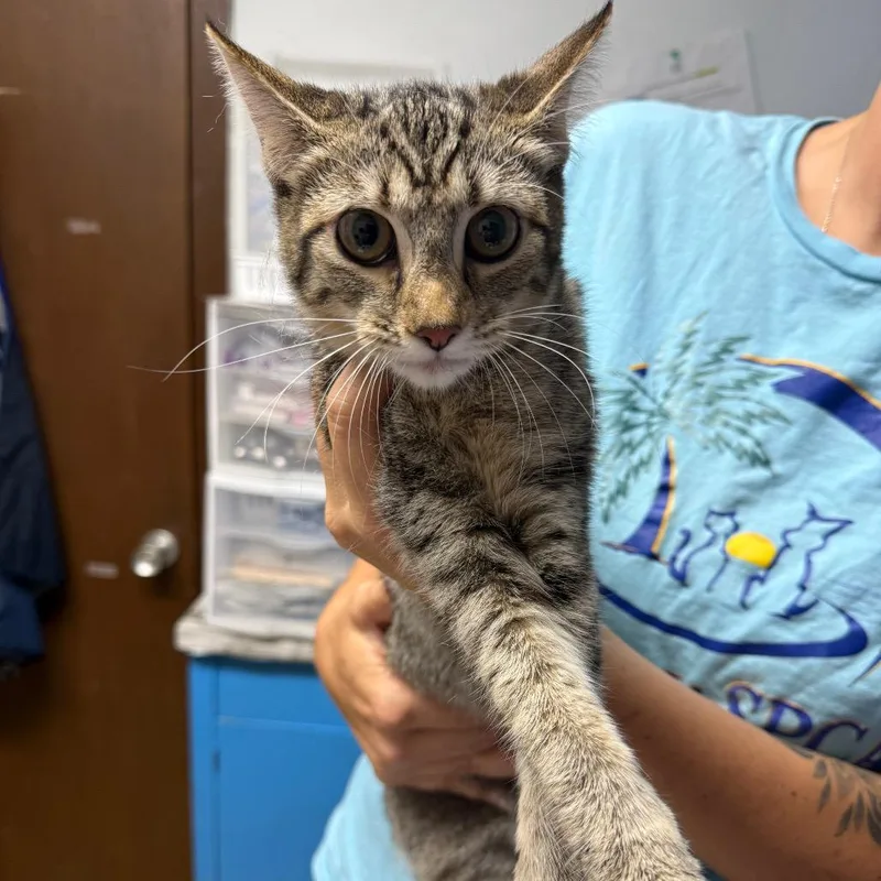 A young medium-sized female Gray / Blue / Silver Domestic Short Hair cat named Sky for adoption in Wahiawa, HI