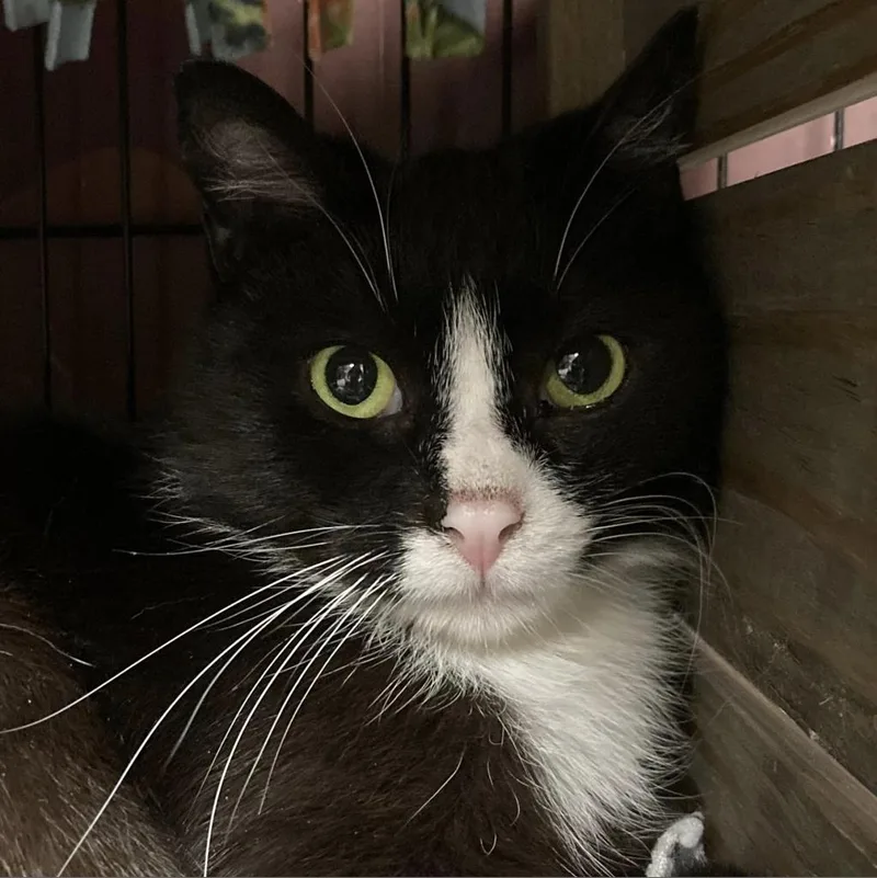 An adult medium-sized male Black Domestic Short Hair cat named Bash Aka Phantom for adoption in Hamburg, NY