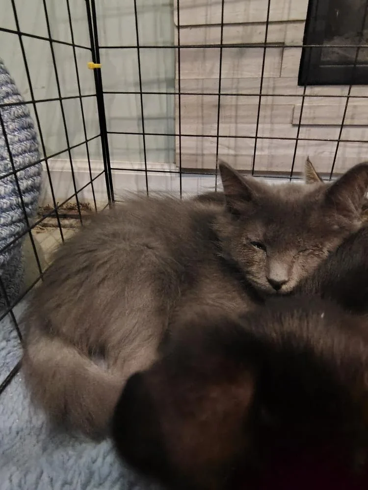 A baby medium-sized male Domestic Short Hair cat named Oakley for adoption in Germantown, OH