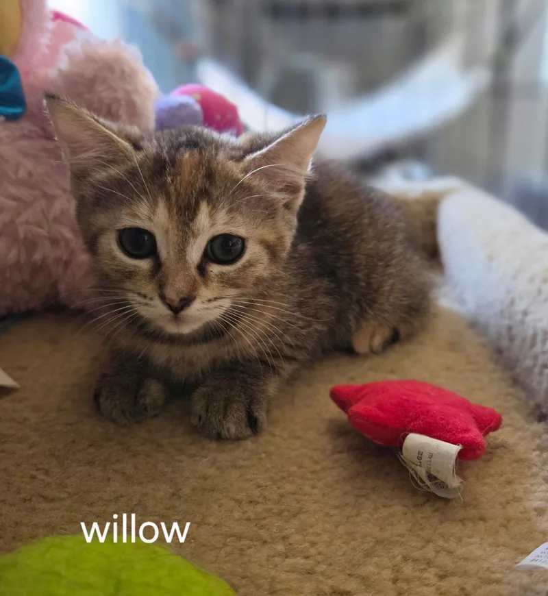 A baby medium-sized female Brown / Chocolate Domestic Short Hair cat named Fern for adoption in Oviedo, FL