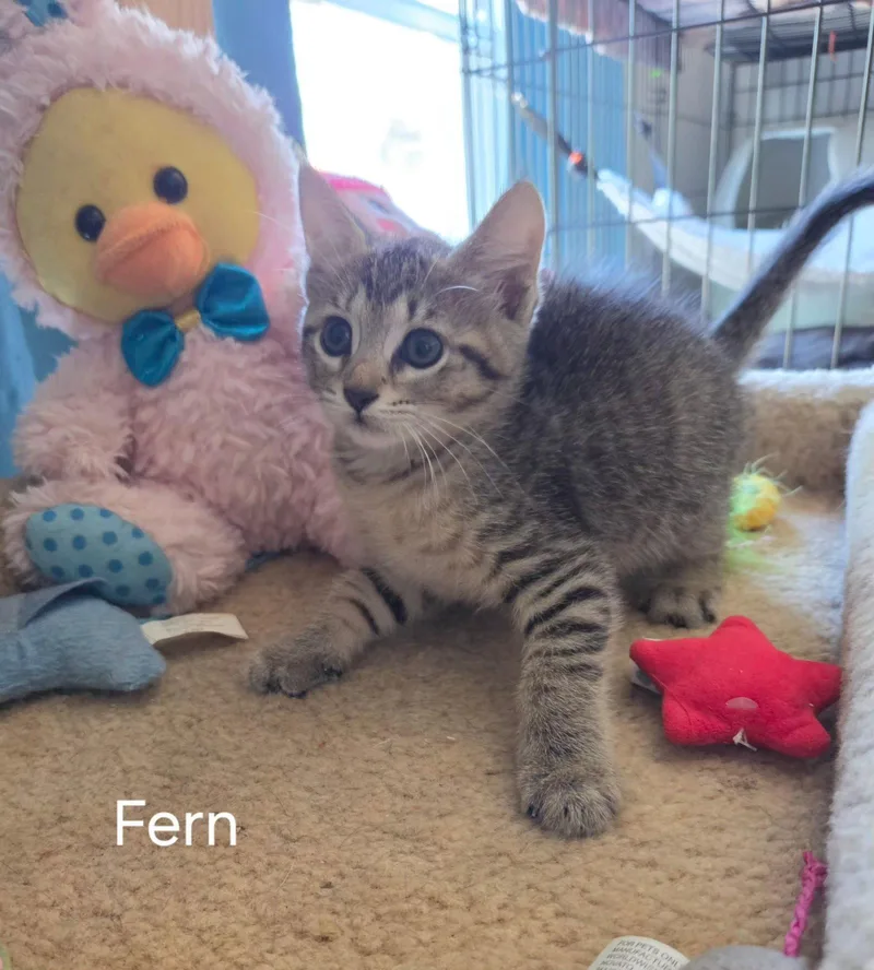 Fern thumbnail 2