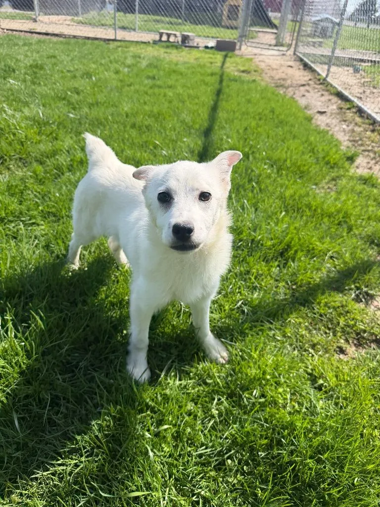 A young medium-sized female Mixed Breed dog named Finley for adoption in Lagrange, IN