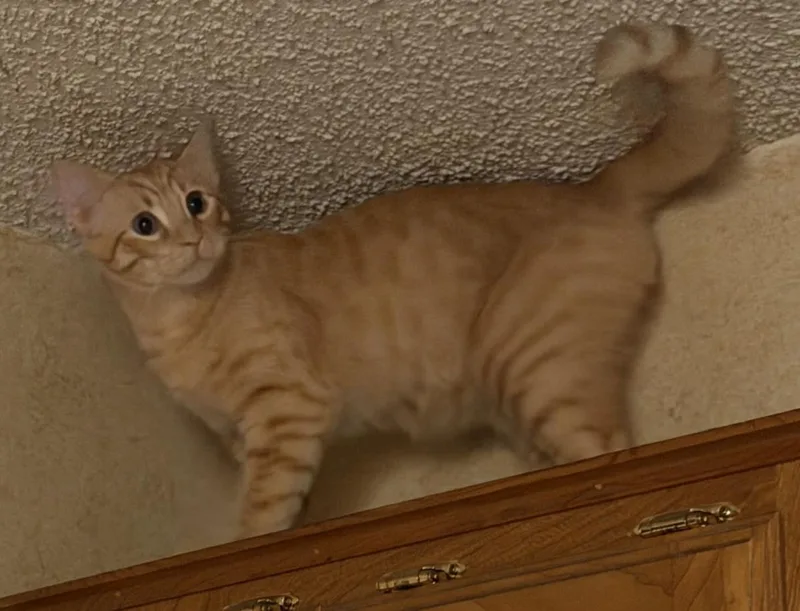 Oliver