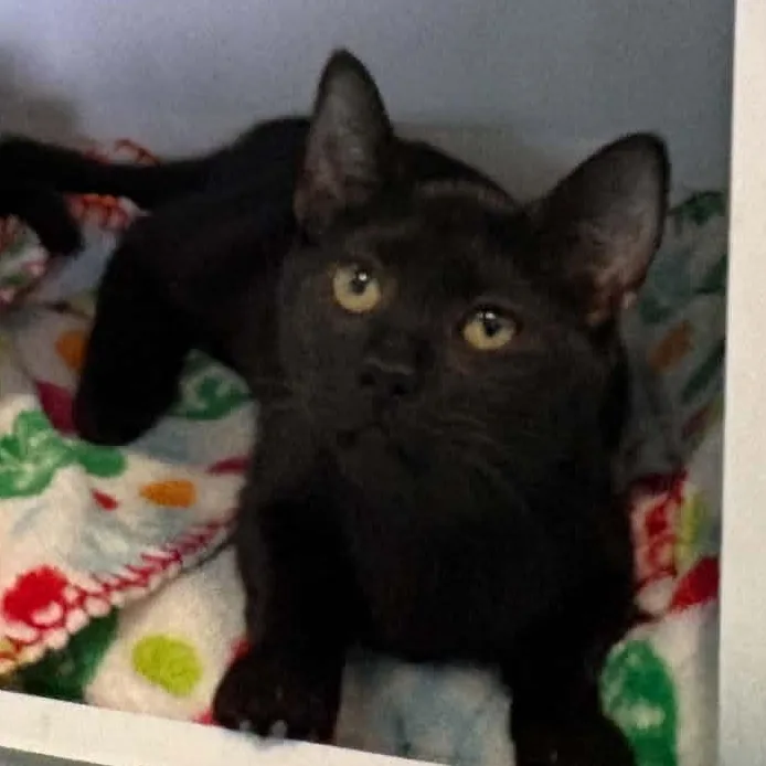 A young medium-sized female Domestic Short Hair cat named Aurora for adoption in Barboursville, WV