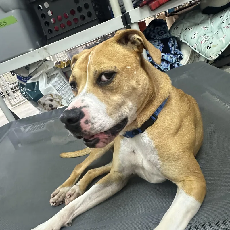 A young medium-sized female Apricot / Beige American Staffordshire Terrier dog named Willow for adoption in West Milford, NJ