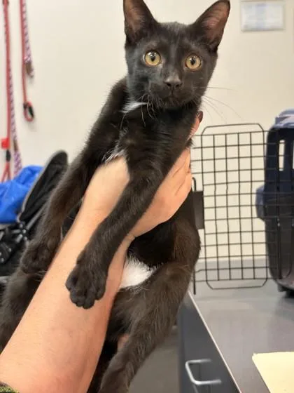 A young small-sized female Domestic Short Hair cat named Welch`s for adoption in Memphis, TN