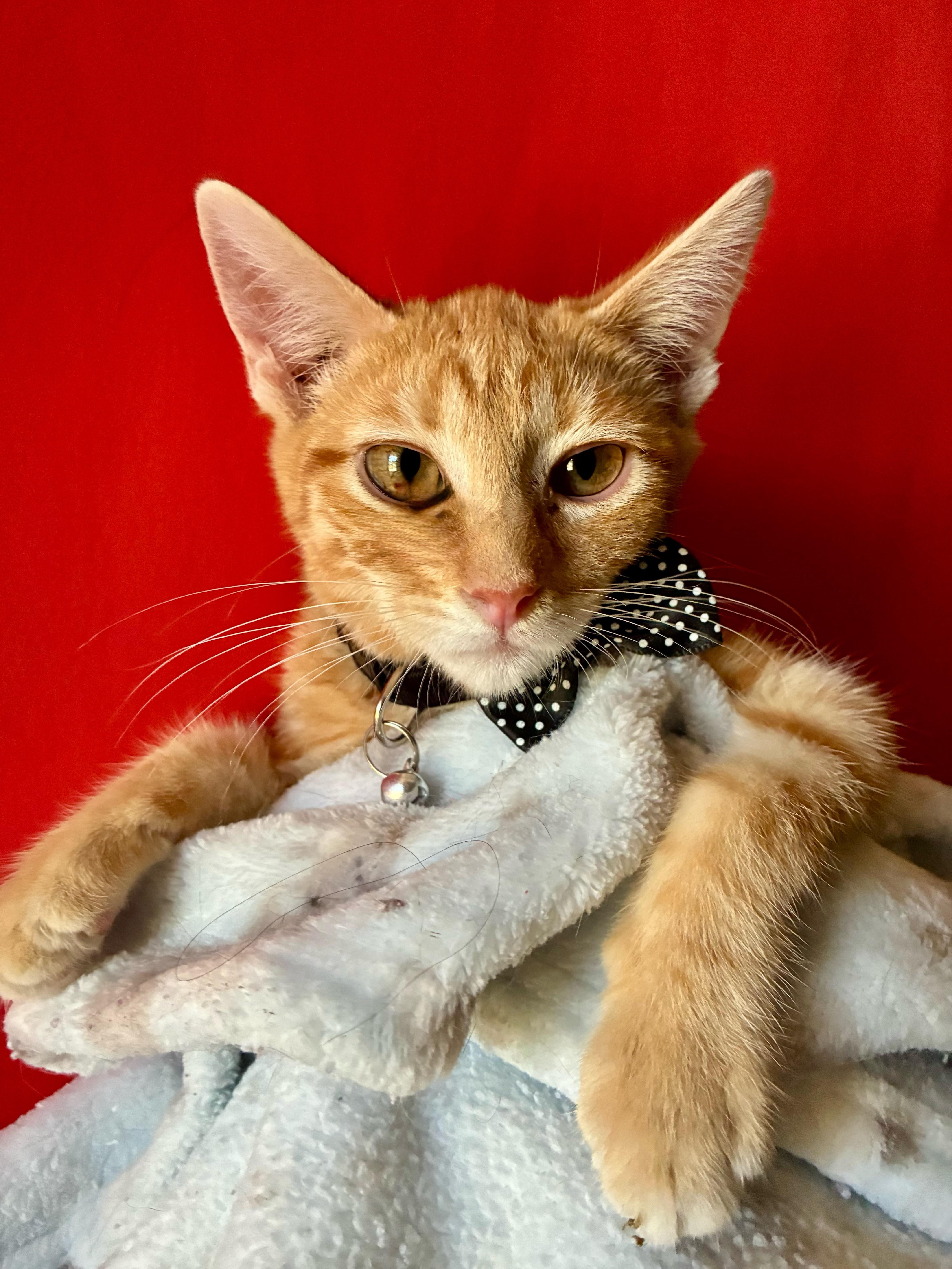 A baby medium-sized male Orange / Red Domestic Short Hair cat named Cheeto for adoption in Fresno, CA
