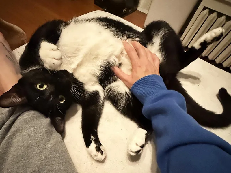 An adult medium-sized male Black & White / Tuxedo Domestic Short Hair cat named Figs for adoption in Smithfield, VA