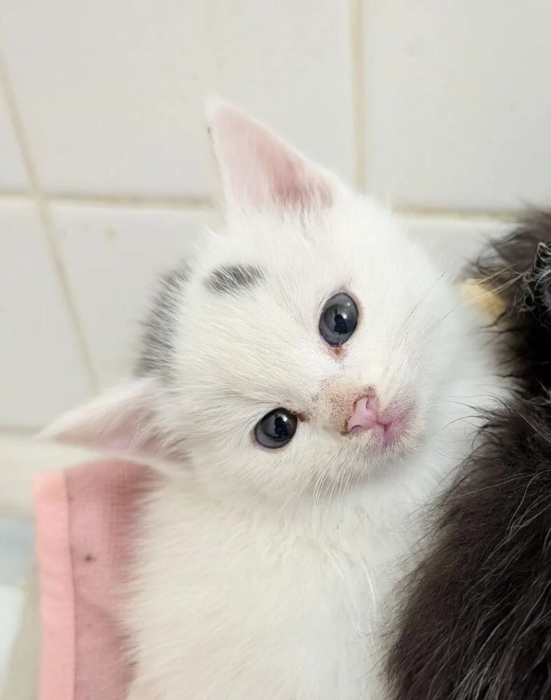 A baby small-sized male Gray & White Domestic Short Hair cat named Gazpacho for adoption in Albuquerque, NM