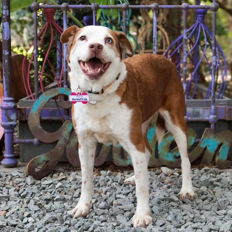 An adult medium-sized female Brown / Chocolate Retriever dog named Honeycrisp for adoption in Wake Forest, NC
