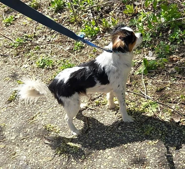 A young small-sized male Tricolor (Brown, Black, & White) Cavalier King Charles Spaniel dog named Panda for adoption in River Falls, WI