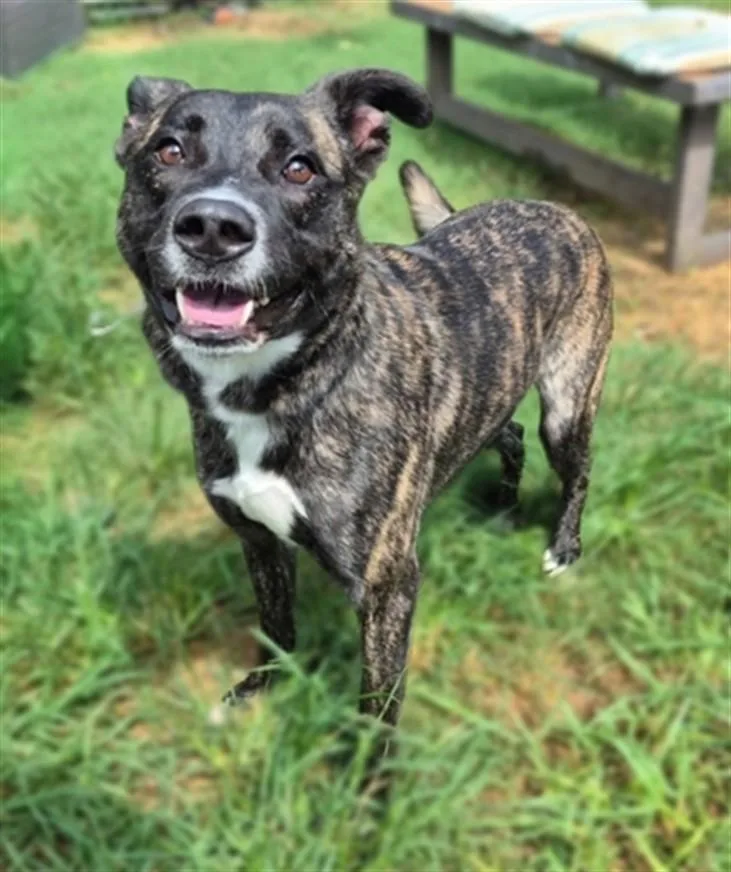An adult medium-sized male Staffordshire Bull Terrier dog named Winston for adoption in Houston, TX