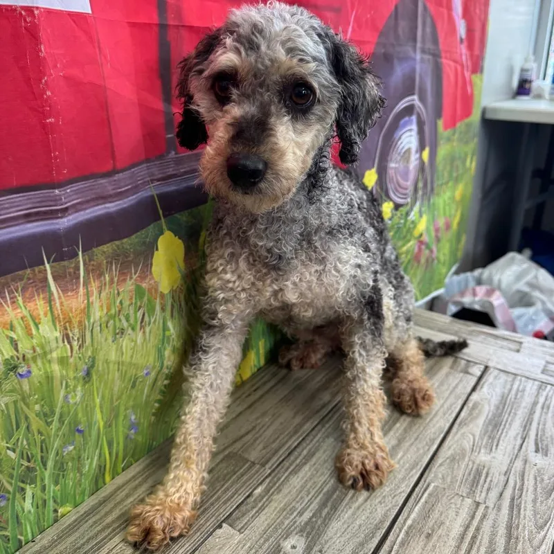 An adult small-sized male Poodle dog named Georgie for adoption in Normal, IL
