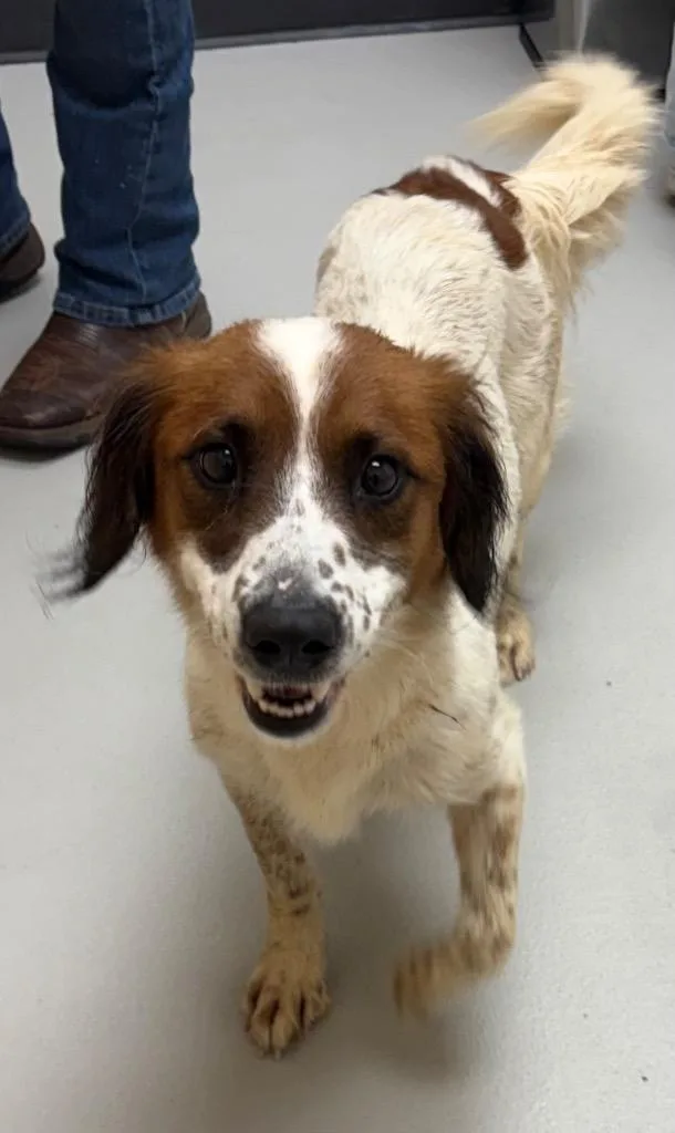 An adult medium-sized female Spaniel dog named Claudia Ac for adoption in Greeneville, TN