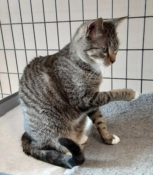 An adult medium-sized male Domestic Short Hair cat named Bryson for adoption in Massapequa, NY
