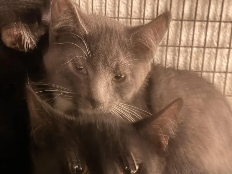 A baby medium-sized male Domestic Short Hair cat named A for adoption in Van Nuys, CA
