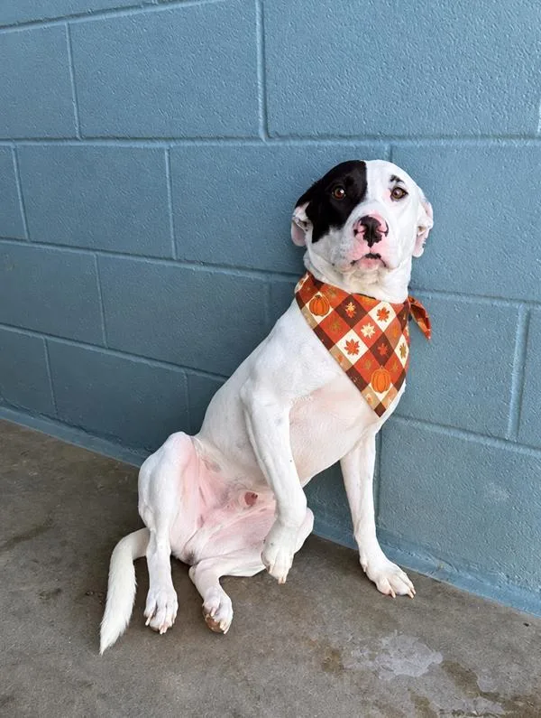 A young large-sized male Labrador Retriever dog named Echo for adoption in Lafayette, LA
