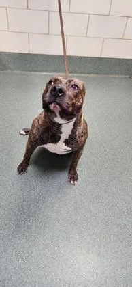An adult large-sized female Mixed Breed dog named Marcy for adoption in Fairfax, VA