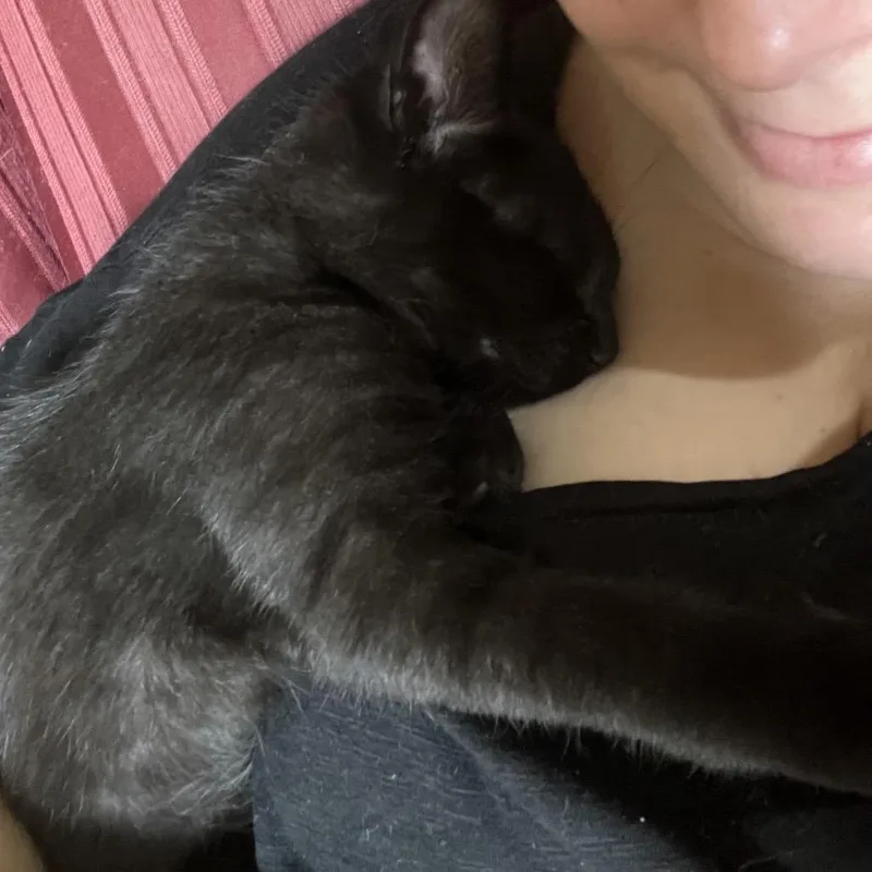 A baby small-sized male Black Domestic Short Hair cat named Bear for adoption in Hammonton, NJ