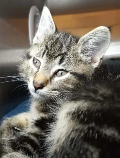 A baby medium-sized female Black Domestic Short Hair cat named Kodiak for adoption in Waupaca, WI
