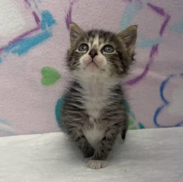 A baby medium-sized male Tabby (Gray / Blue / Silver) Domestic Short Hair cat named Woody for adoption in Benld, IL