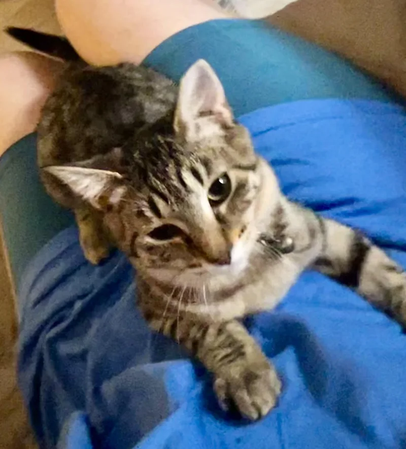 A baby medium-sized female Tabby (Buff / Tan / Fawn) Tabby cat named Sky for adoption in Ephrata, WA