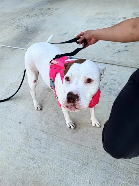 A young medium-sized female American Staffordshire Terrier dog named Sheila for adoption in San Antonio, TX