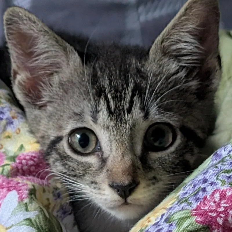 A baby small-sized female Domestic Short Hair cat named Skittles for adoption in Cumming, GA