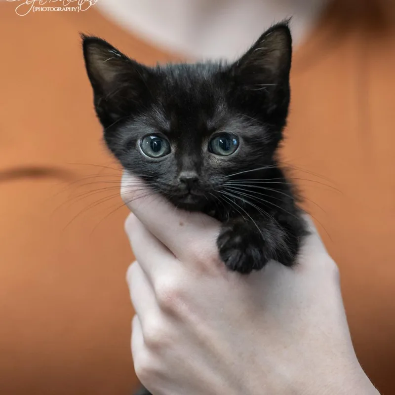 A baby small-sized female Domestic Short Hair cat named Jelly for adoption in Bartlett, TN