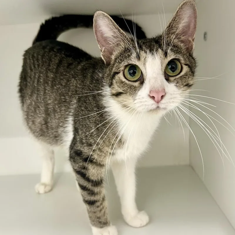 A young medium-sized female Gray / Blue / Silver Domestic Short Hair cat named Amelia Bedelia for adoption in St Joseph, MO