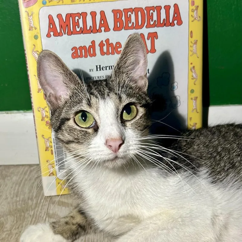 Amelia Bedelia thumbnail 3