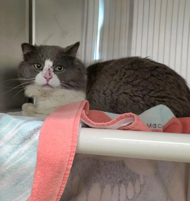 An adult large-sized male Domestic Medium Hair cat named Señor Rucio for adoption in Derwood, MD