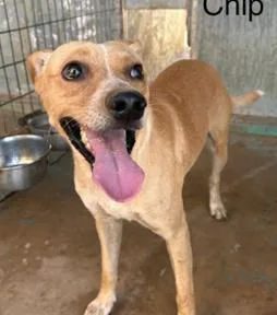 A baby medium-sized male Mixed Breed dog named Chip Noodle for adoption in West Chester, PA
