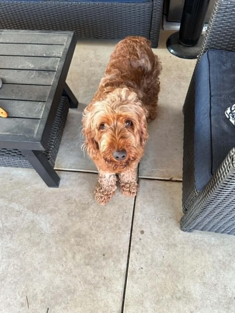 An adult medium-sized female Golden Retriever dog named Gabby for adoption in Havertown, PA