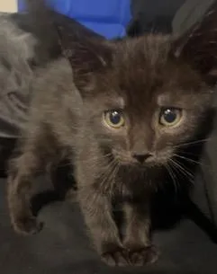A baby small-sized male Domestic Short Hair cat named Forest for adoption in Camarillo, CA