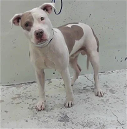 A young medium-sized male Staffordshire Bull Terrier dog named Ace for adoption in Houston, TX