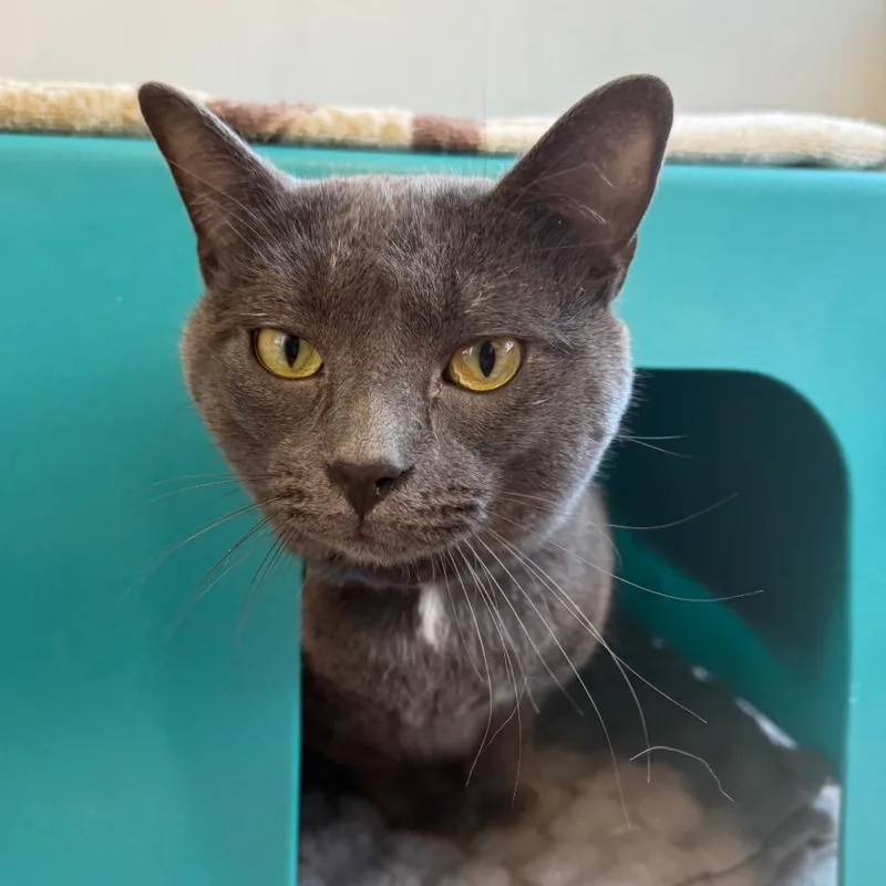 An adult large-sized male Gray / Blue / Silver Domestic Short Hair cat named Tito for adoption in Chicago, IL