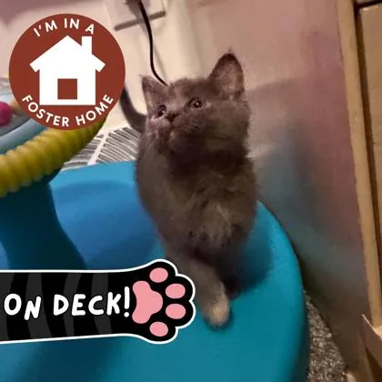 A baby small-sized female Domestic Short Hair cat named Madison for adoption in Janesville, WI
