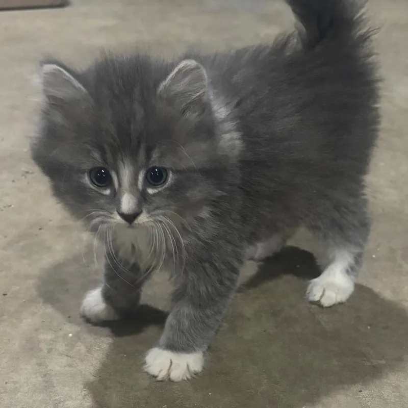 A baby small-sized male Gray / Blue / Silver Domestic Short Hair cat named Chaos for adoption in Union City, PA