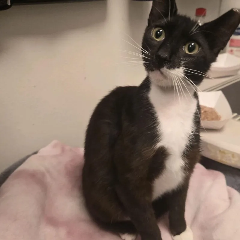 A young medium-sized male Black Domestic Short Hair cat named Sage for adoption in Houston, TX