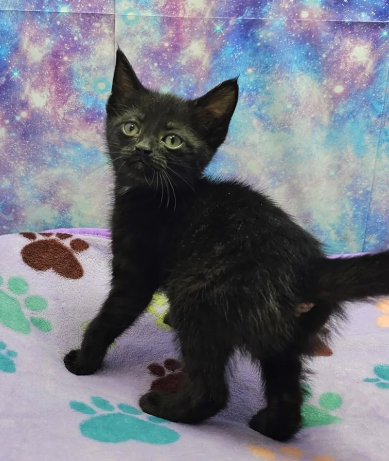 A baby small-sized female Domestic Short Hair cat named Gayle for adoption in Washington Court House, OH